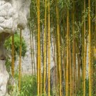 50 Golden Bamboo Seeds Yellow Crookstem Bamoo Home Decoration Cold Hardiness