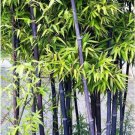 50 Black Bamboo Seeds Bamboo Bonsai Garden Home Decoration Cold Resistance