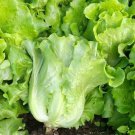 1000 All Season Romaine Lettuce Seeds Italian Yearly Lettuce