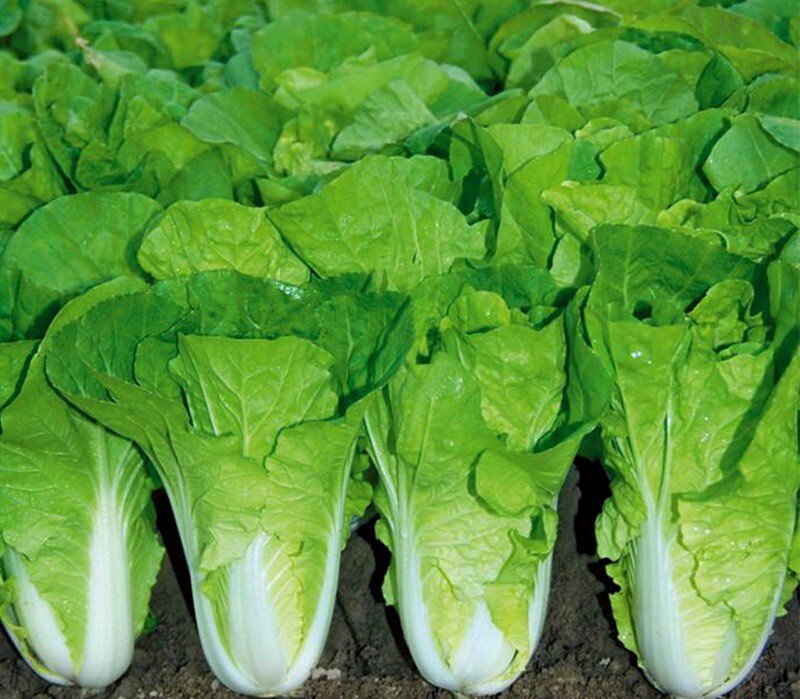 500 Chinese Cabbage Seeds Pak Choi Kuai Cai Fast Grow Cabbage