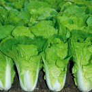 500 Chinese Cabbage Seeds Pak Choi Kuai Cai Fast Grow Cabbage
