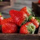 100 Red Strawberry Seeds Big Flesh Fruit Perennial Container Garden