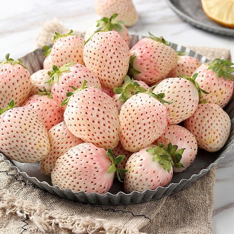 100 White Strawberry Seeds Pineberry Hula Berry Alpine Berry Container Garden