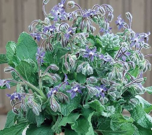 50 Borage Seeds Blue Star Shaped Flowers Culinary Annual Herb
