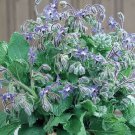 50 Borage Seeds Blue Star Shaped Flowers Culinary Annual Herb