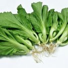 200 Chinese Mustard Seeds Shuidong Gai Choi Shealihong Asian Vegetable