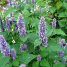 200 Hyssop Seeds Mint Family Blue Flowers Fragrant Perennial Herb Seeds