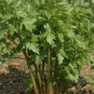 300 Lovage Seeds Celery Fennel Parsley Flavor Perennial Culinary Herb
