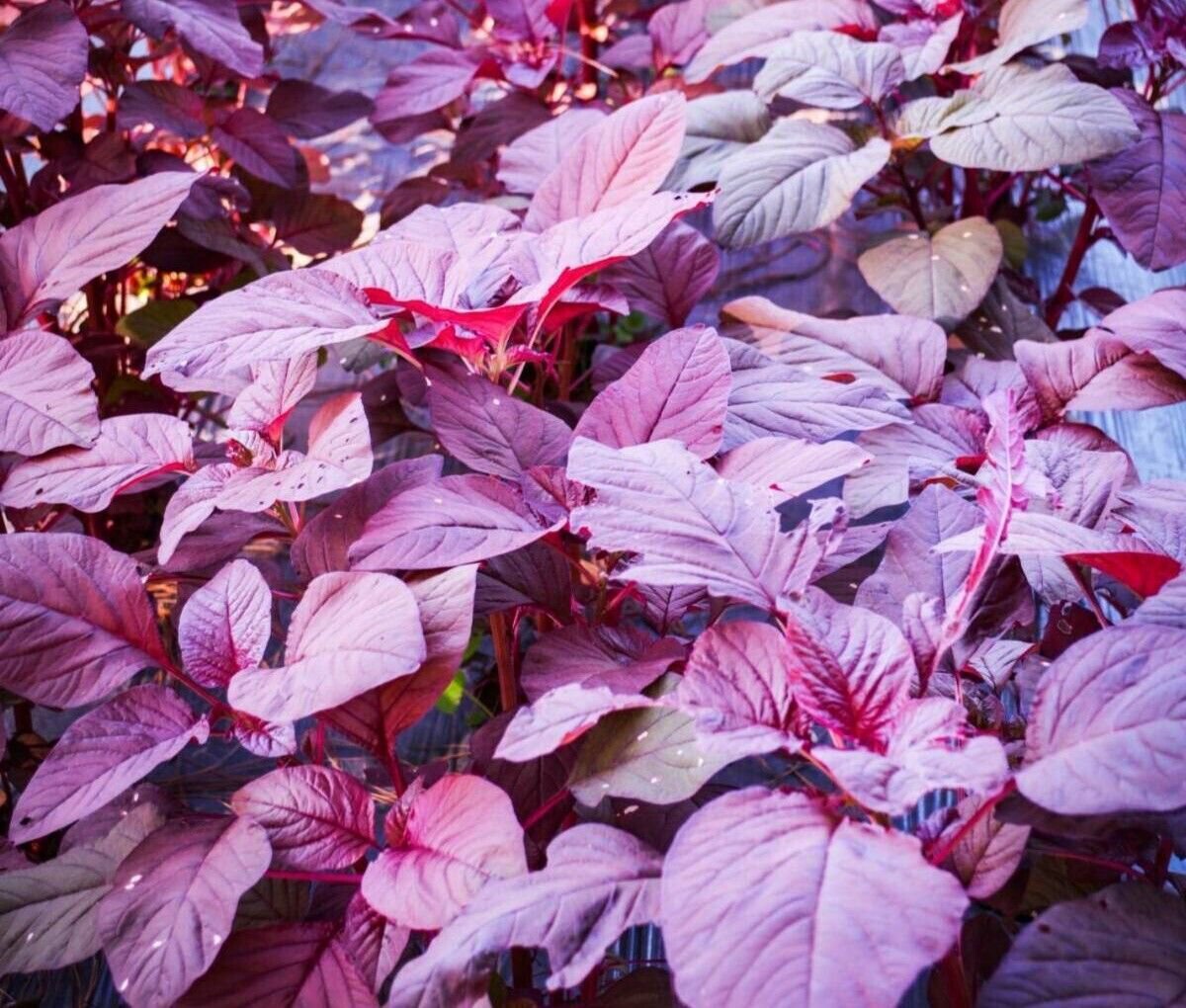 1000 Red Garnet Amaranth Seeds Red Spinach Kiwicha Microgreens Garden Seeds