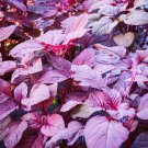 1000 Red Garnet Amaranth Seeds Red Spinach Kiwicha Microgreens Garden Seeds