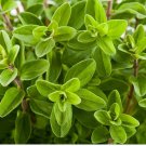 1000 Sweet Marjoram Seeds Knotted Marjoram Majorana Perennial Herb