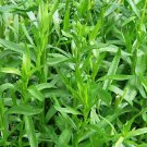 1000 Tarragon Seeds Russian Tarragon Dragon Wort Perennial Garden Herb