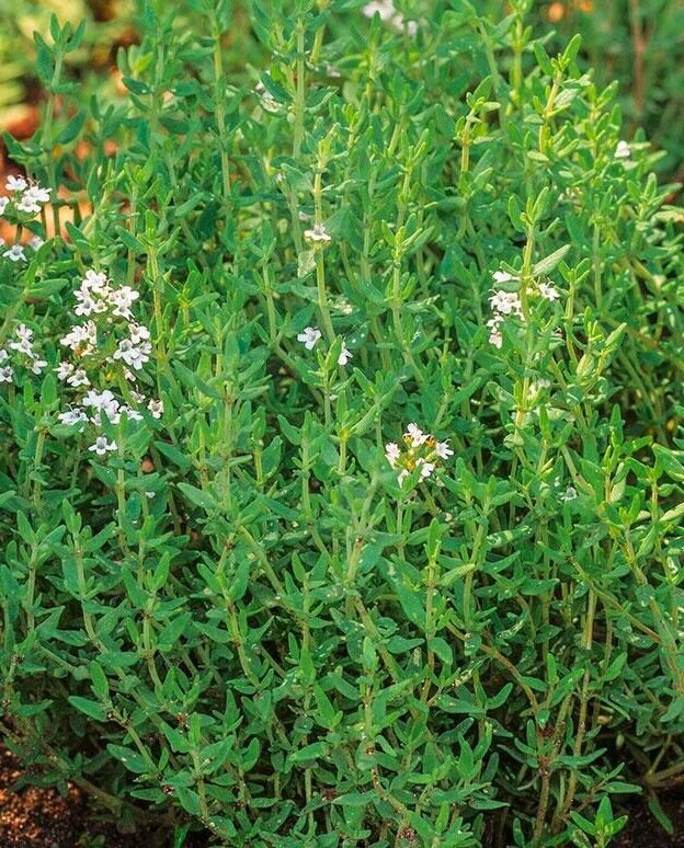 1000 Common Thyme Seeds True Winter Thyme Perennial Kitchen Garden Herb