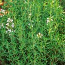 1000 Common Thyme Seeds True Winter Thyme Perennial Kitchen Garden Herb
