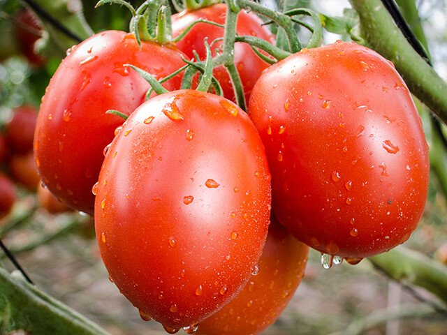 100 Roma Tomato Seeds Fresh Vegetable Garden Seeds