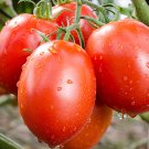100 Roma Tomato Seeds Fresh Vegetable Garden Seeds