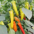 50 Hungarian Wax Hot Pepper Seeds Chili Banana Pepper Spicy Pepper Seeds