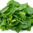 50 Green Malabar Spinach Seeds Mongtoi Mu Er Cai Ceylon Spinach Vine Spinach
