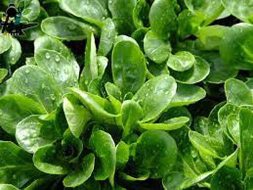 500 Dutch Corn Salad Seeds LambS Lettuce Mache Locusta Herb Vegetable