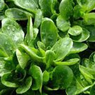 500 Dutch Corn Salad Seeds LambS Lettuce Mache Locusta Herb Vegetable