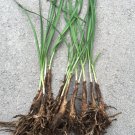 15 Organics Garlic Chives Live Plant Bare Roots Hardy Perennial Herb Jiu Cai