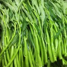 50 Thai Water Spinach Seeds Ong Choy Kangkong Kong Xin Cai Garden Vegetable