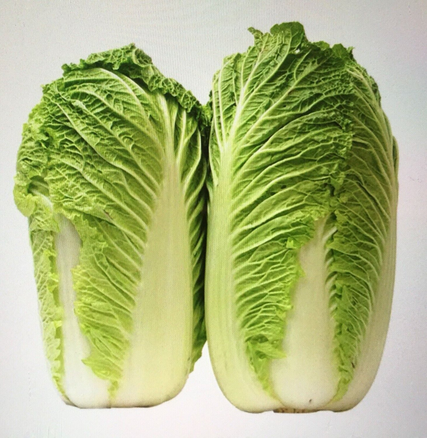 200 Chinese Cabbage Seeds Big Heading Cabbage Bok Choy