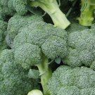 300 Broccoli Seeds Green Sprouting Calabrese Broccoli Home Vegetable Fresh