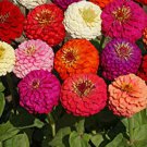 100 Dahlia Flowered Mix Seeds Wildflower Zinnia Seeds Multicolor Fresh