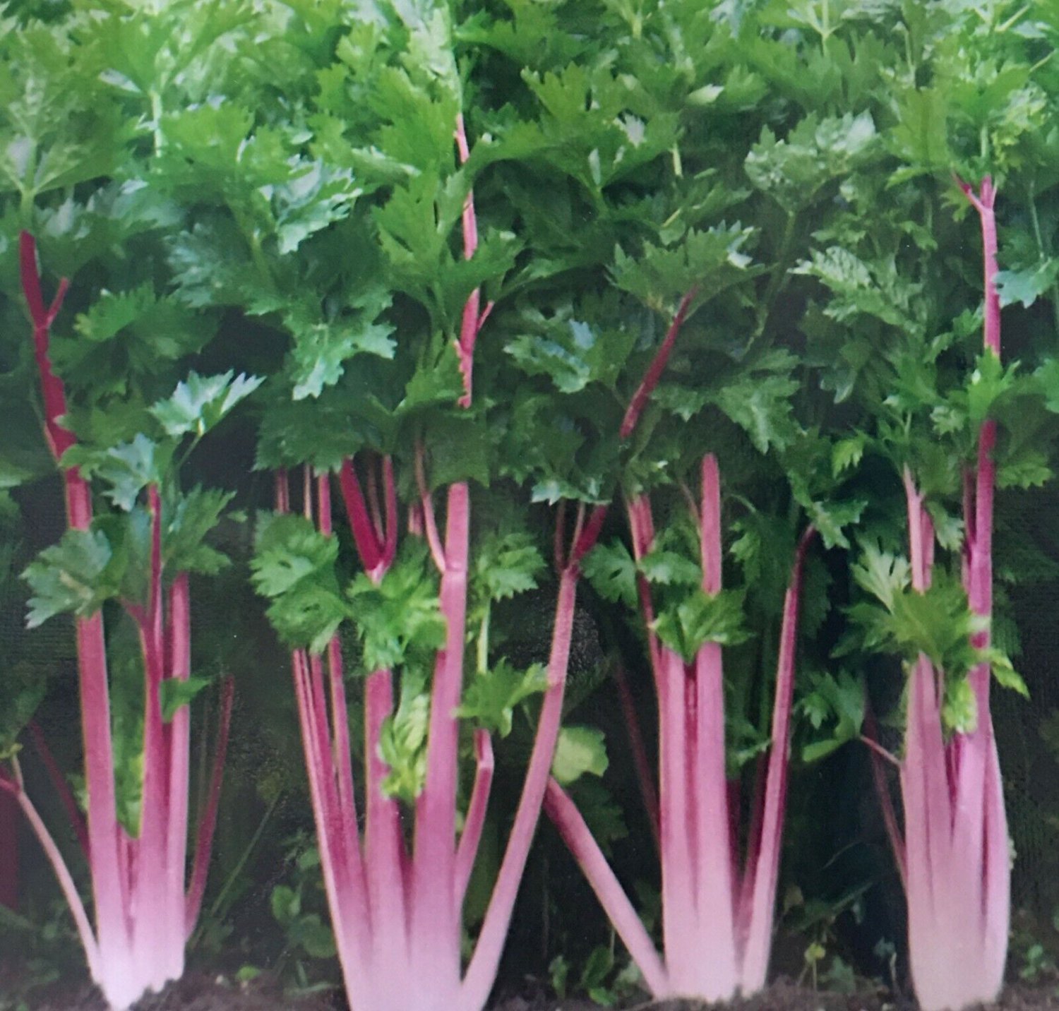 200 Chinese Pink Celery Seeds Rose Celery Kan Tsai Kunchoy Qincai Kan Tsai