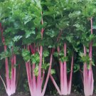 200 Chinese Pink Celery Seeds Rose Celery Kan Tsai Kunchoy Qincai Kan Tsai
