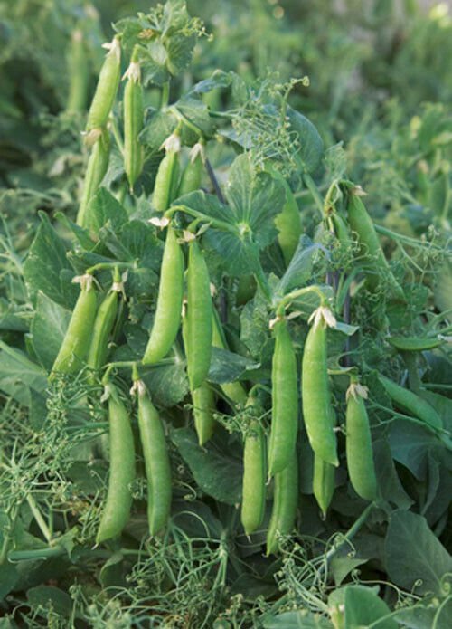 20 Sugar Lace Ii Snap Pea Seeds Bush Green Sweet Pea Selfsupporting