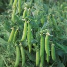 20 Sugar Lace Ii Snap Pea Seeds Bush Green Sweet Pea Selfsupporting