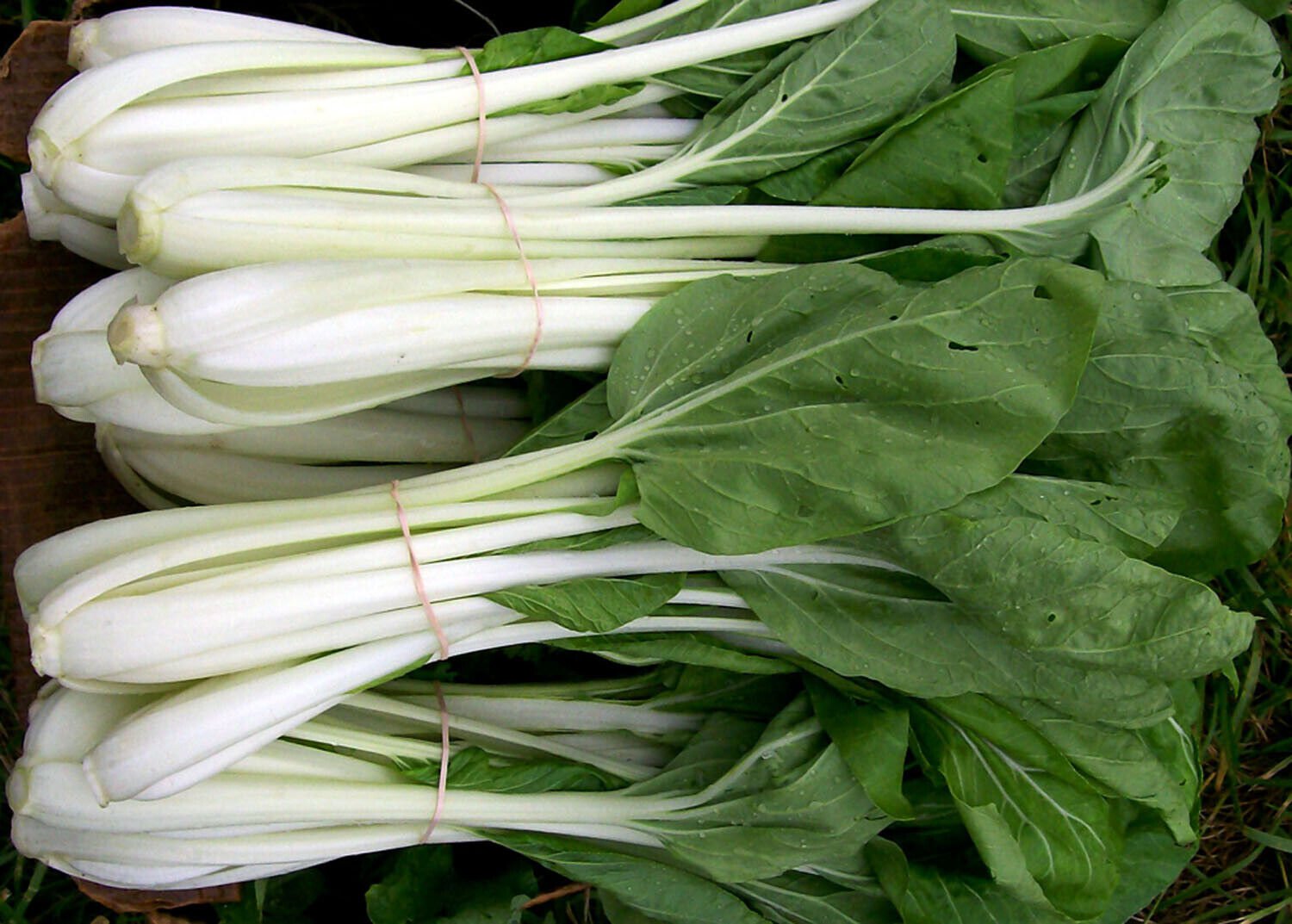 200 Pak Choi Seeds White Stem Chinese Cabbage Bok Choy Four Season Vegetable