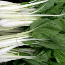 200 Pak Choi Seeds White Stem Chinese Cabbage Bok Choy Four Season Vegetable