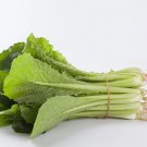 200 Pak Choi Seeds Green Stem Chinese Cabbage Bok Choy Four Season Vegetable