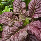 300 Red Giant Mustard Seeds Gaichoy Shealihong Xuelihong Karashina