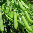 20 Super Sugar Snap Pea Seeds Green Sweet Pea Garden Pea Fresh