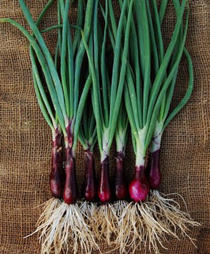 200 Onion Seeds Ruby Red Onion Red Stem Scallion Alllium Cepa