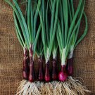200 Onion Seeds Ruby Red Onion Red Stem Scallion Alllium Cepa
