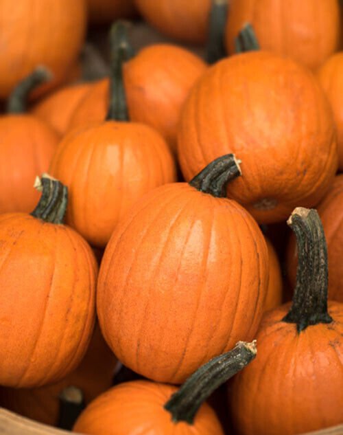15 Small Sugar Pumpkin Seeds Vegetable Squash