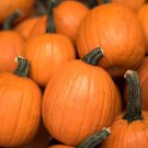 15 Small Sugar Pumpkin Seeds Vegetable Squash