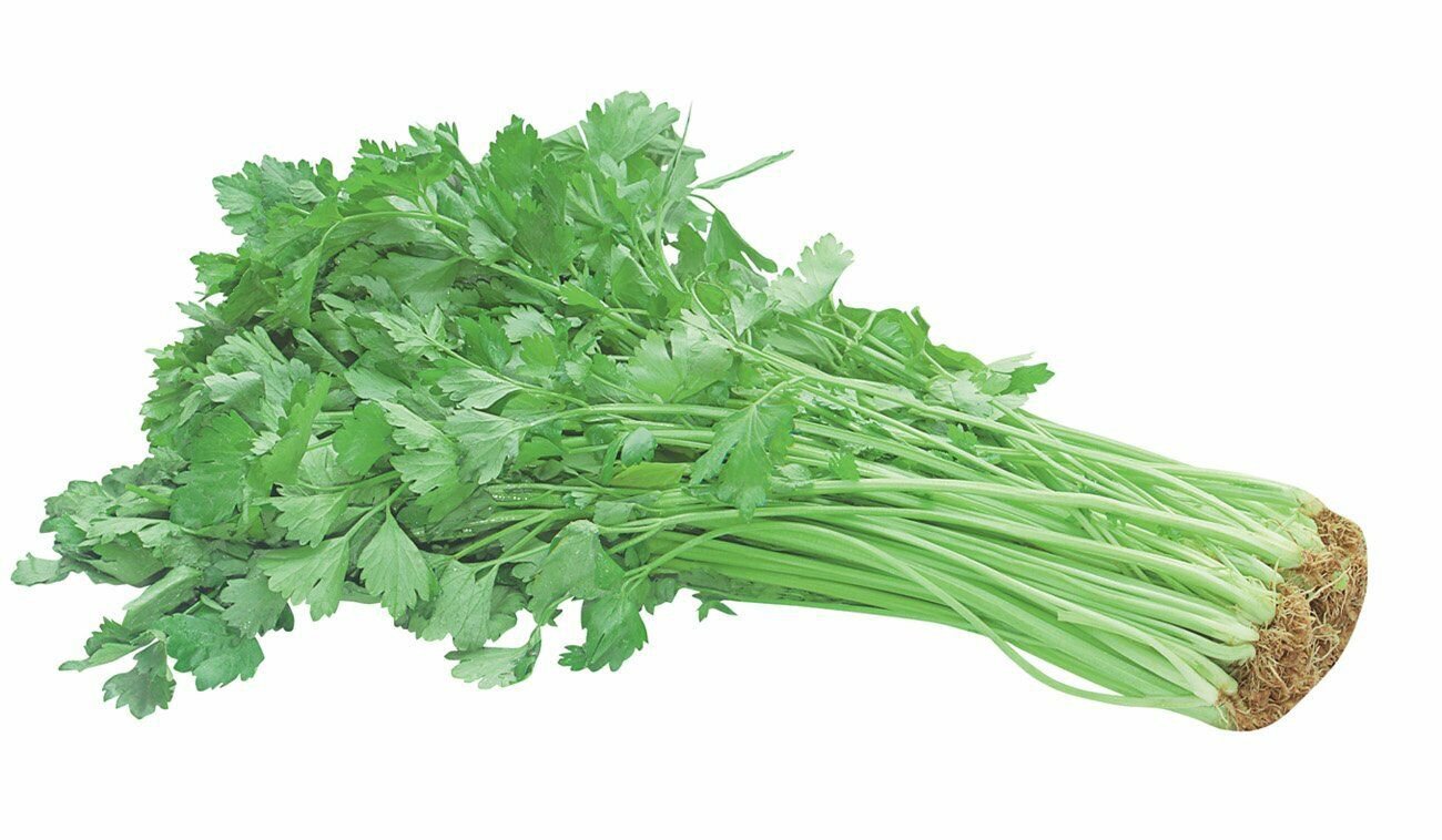 100 Chinese Celery Seeds Khuenchai Kan Tsai Kin Tsai Kunchoy Qincai Kinchay