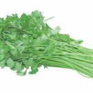 100 Chinese Celery Seeds Khuenchai Kan Tsai Kin Tsai Kunchoy Qincai Kinchay