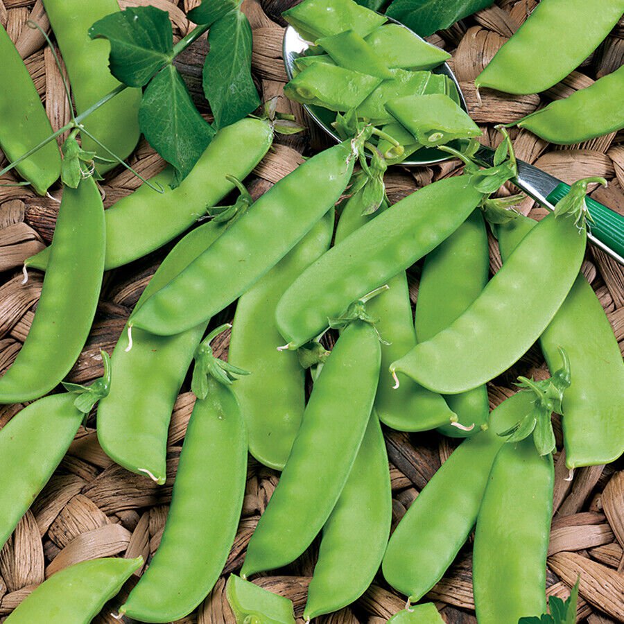 20 Seeds Snow Pea Chinese Sugar Snap Pod Peas Mammoth Melting Sugar Pod Pea