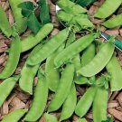 20 Seeds Snow Pea Chinese Sugar Snap Pod Peas Mammoth Melting Sugar Pod Pea