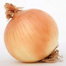 200 Onion Seeds Texas Early Grano Onion Seeds Sweet Garden Fresh