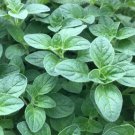 500 Italian Oregano Seeds Origanum Vulgare Tasty Pizza Herb