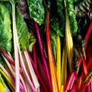 50 Rainbow Swiss Chard Seeds Rhubarb Perpetual Spinach Garden Fresh
