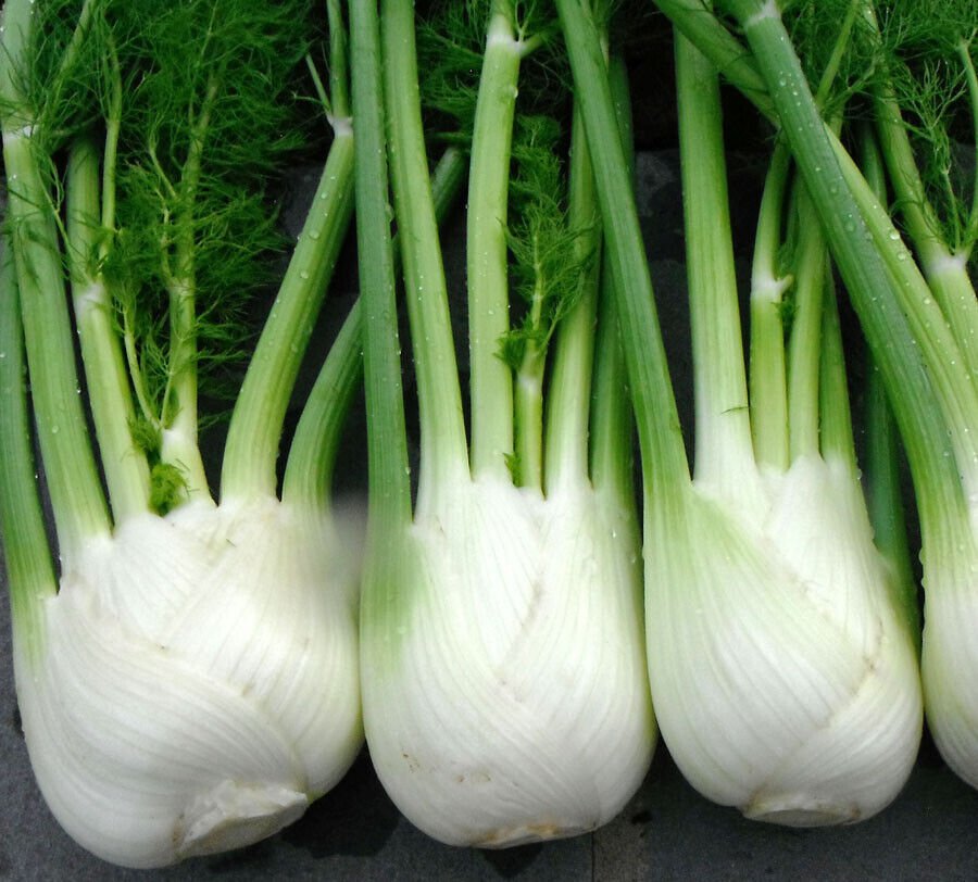100 Florence Fennel Seeds Microgreen Microherb Garden Fresh